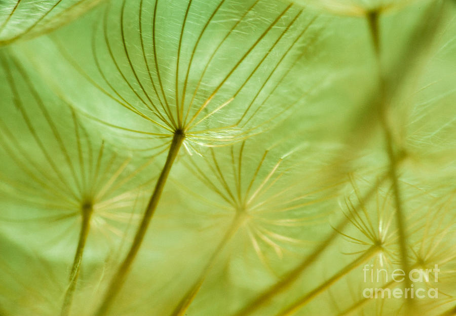 Abstract Photograph - Dandelions 18 by Iris Greenwell