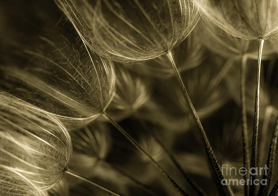 Abstract Photograph - Dandelions 22 by Iris Greenwell