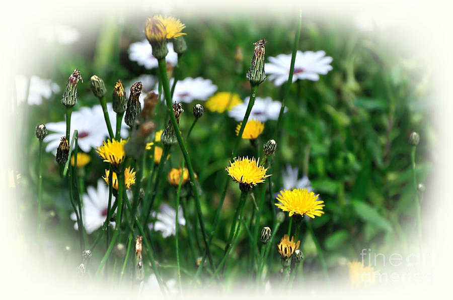 Dandelions and Daisies Photograph by Kaye Menner