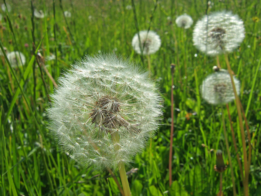 Dandelions and green grass Photograph by Matthias Hauser