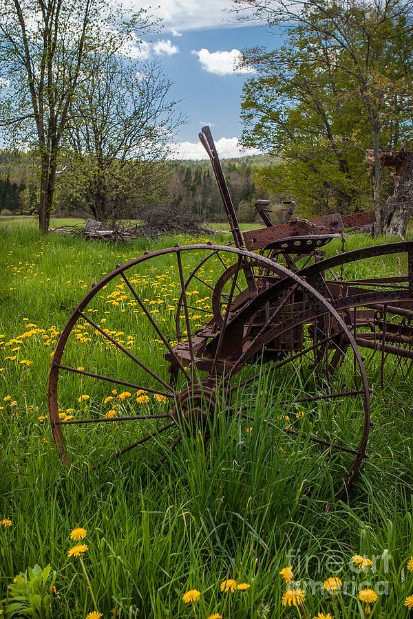 Dandelions and Rust Photograph by George Garbeck - Pixels