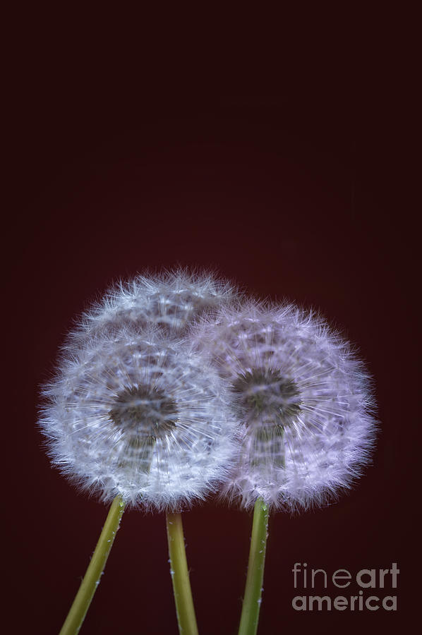 Dandelions Photograph by Donald Davis