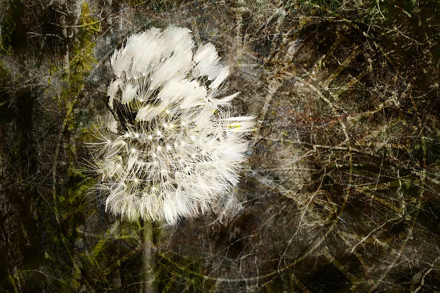 Nature Photograph - Dandelions Dont Care About the Time by Belinda Greb
