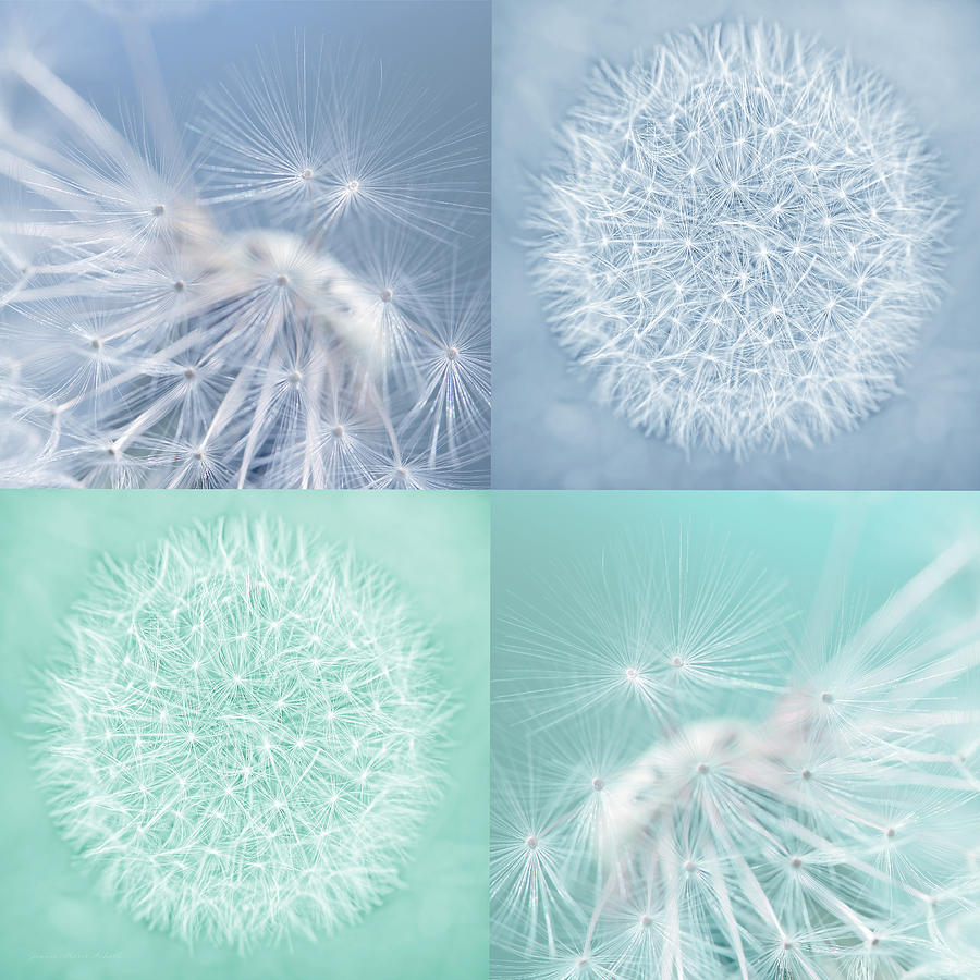 Nature Photograph - Dandelions Blue Teal Four by Jennie Marie Schell
