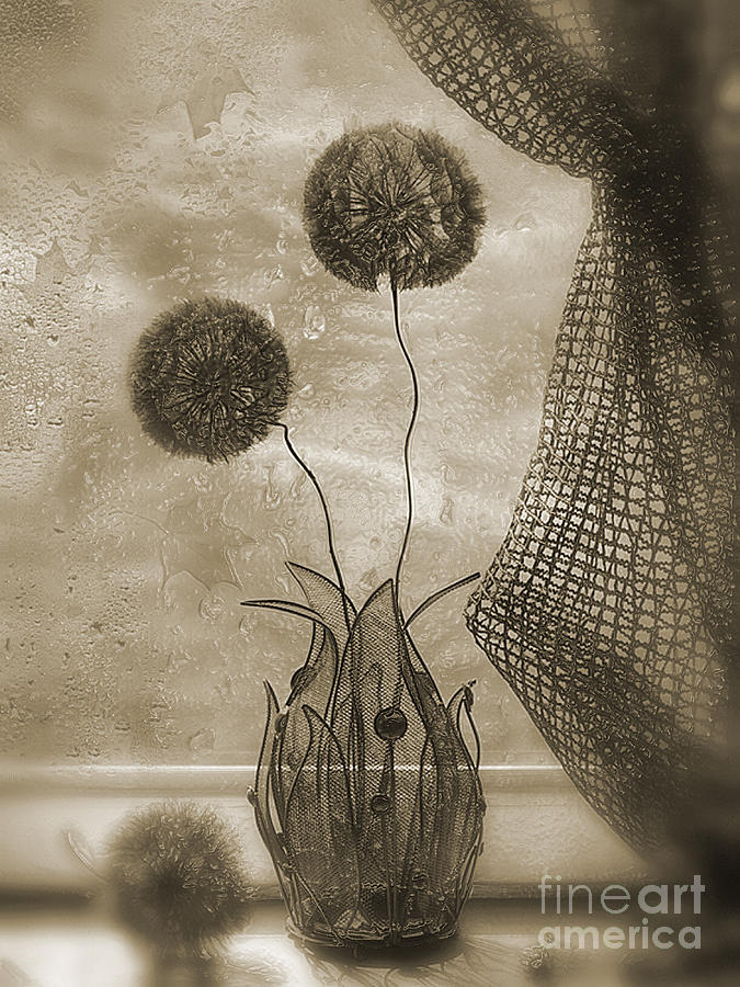 Dandelions In Sepia Photograph by Scott Mendell