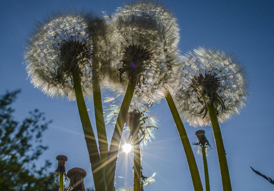 Nature Photograph - Dandelions In The Sun by Adam Budziarek Nature Photograph - Dandelions In The Sun by Adam Budziarek