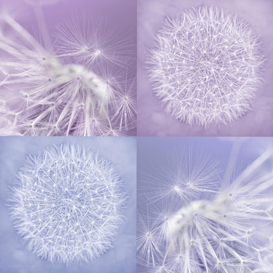 Summer Photograph - Dandelions Lavender Purple Four by Jennie Marie Schell