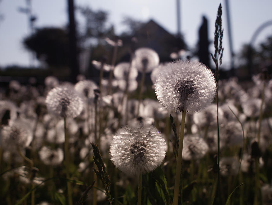 Dandelions Photograph by Miguel Winterpacht