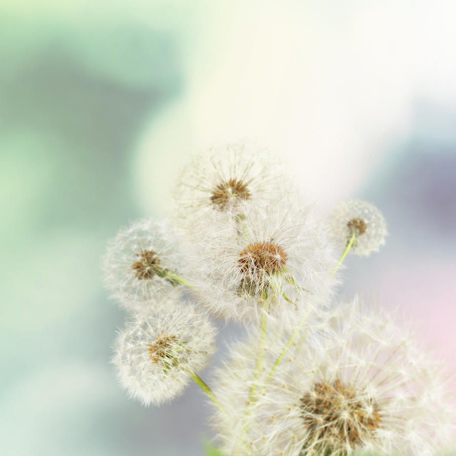 Dandelions On Defocused Background Photograph by Schus