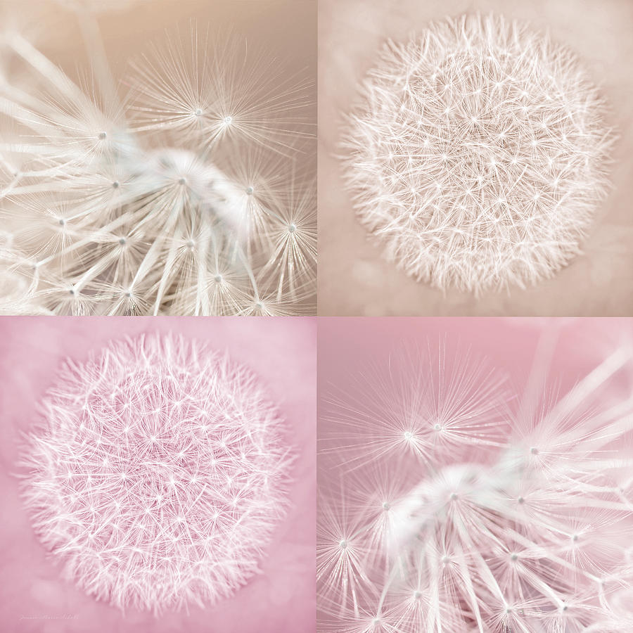Nature Photograph - Dandelions Pink Taupe Four by Jennie Marie Schell