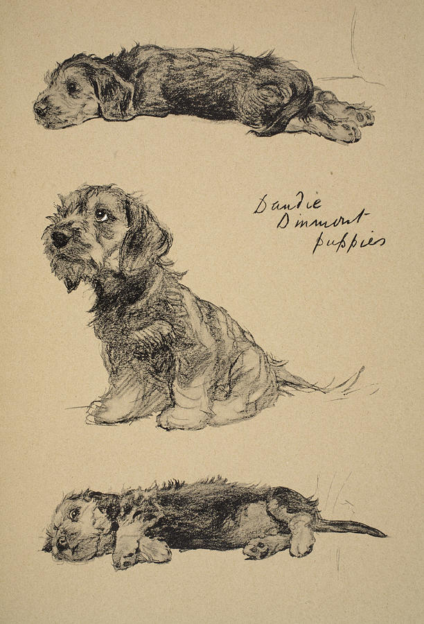 Dandie Dinmont Puppies, 1930 Drawing by Cecil Charles Windsor Aldin
