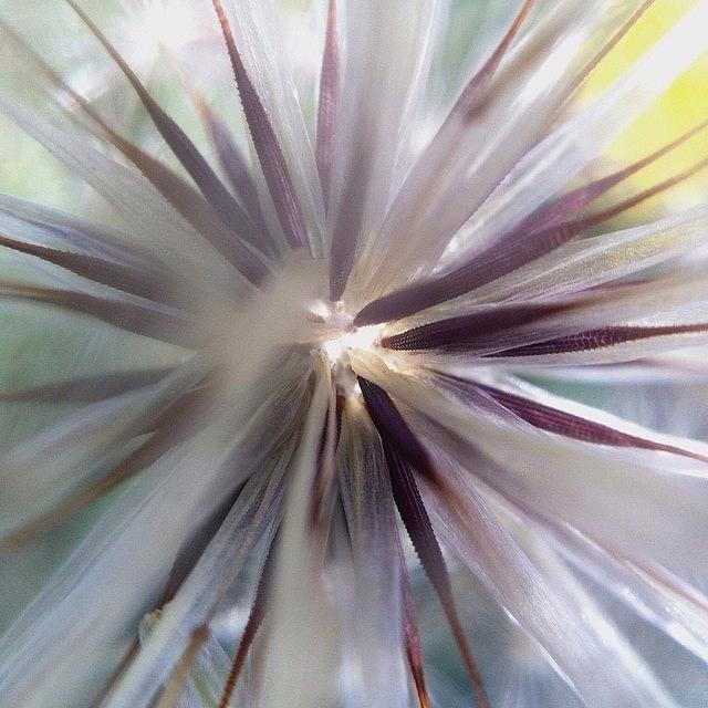 Nature Photograph - #dandilionclock #nature #flower #macro by Ariadne Blue
