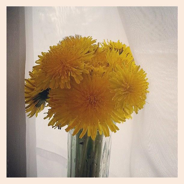 Bouquet Photograph - Dandy Bouquet #dandelions #yellow by Heather Hogan