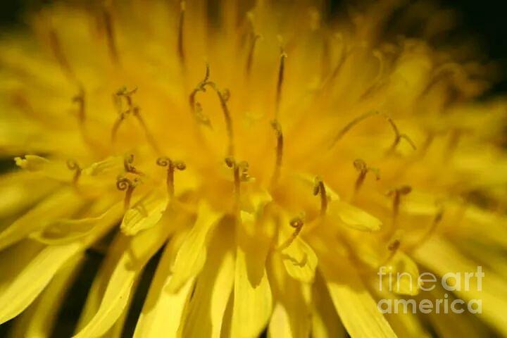 Dandy Photograph by Cheryl Timm - Fine Art America