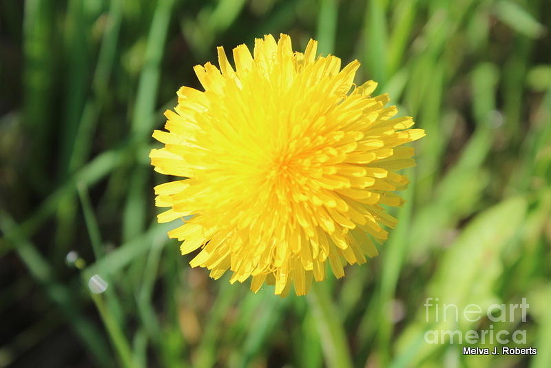 Dandy Dandylion Photograph by Melva Roberts - Fine Art America