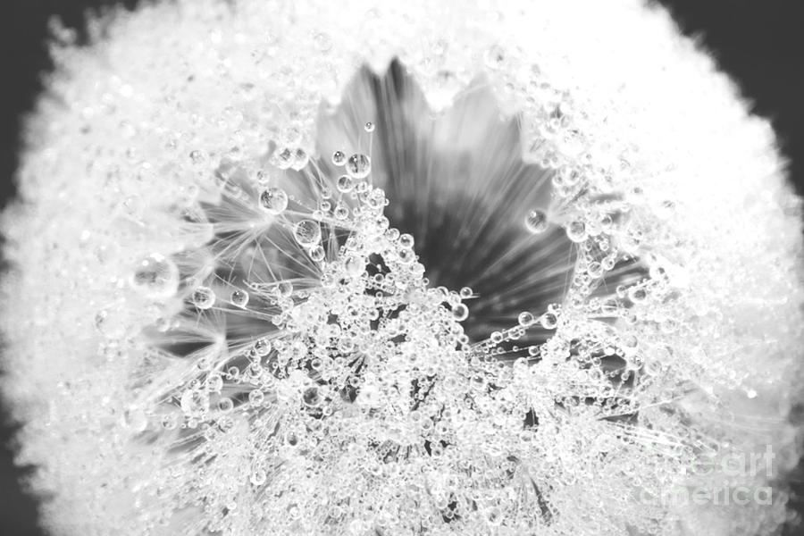 Dandy Dew Black and White Photograph by Alanna DPhoto