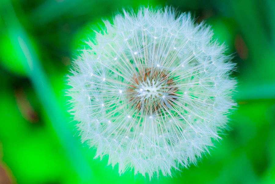 Dandy-Lion Photograph by Brian McHugh - Fine Art America