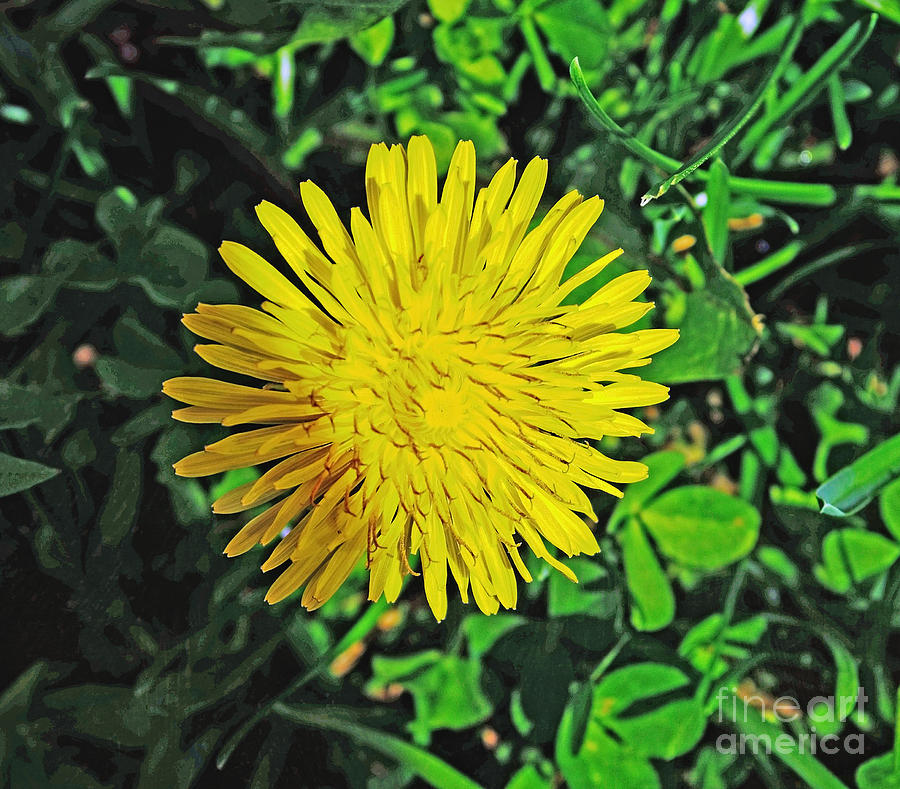 Wine Photograph - Dandy Lion by Luther Fine Art