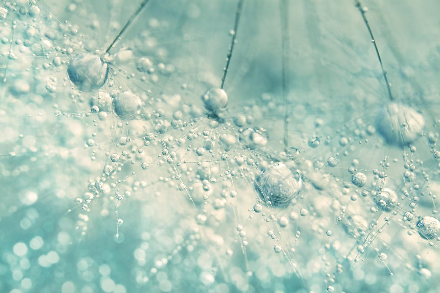 Abstract Photograph - Dandy Rain by Sharon Johnstone