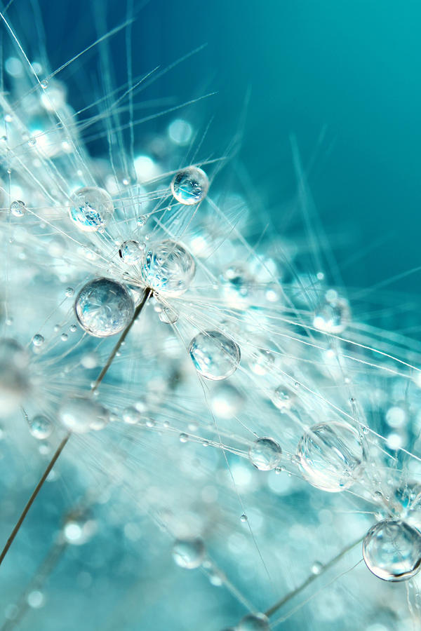 Dandy Starburst in Blue Photograph by Sharon Johnstone