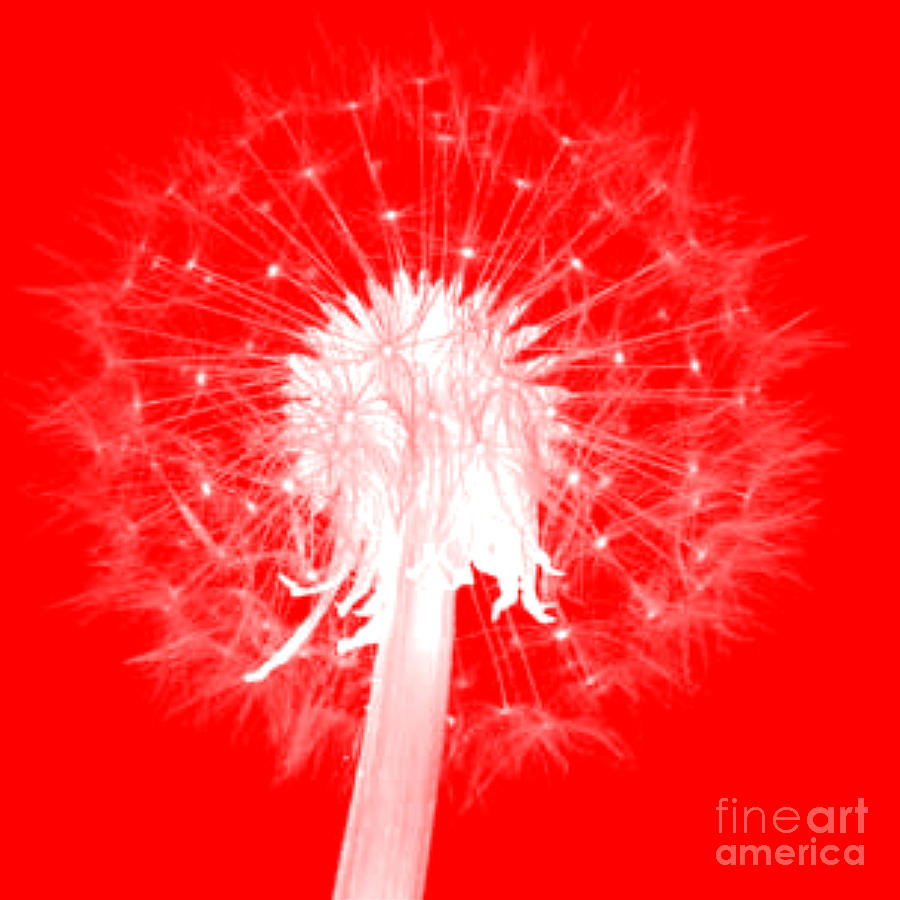 DandyLion Red Digital Art by Clayton Bruster