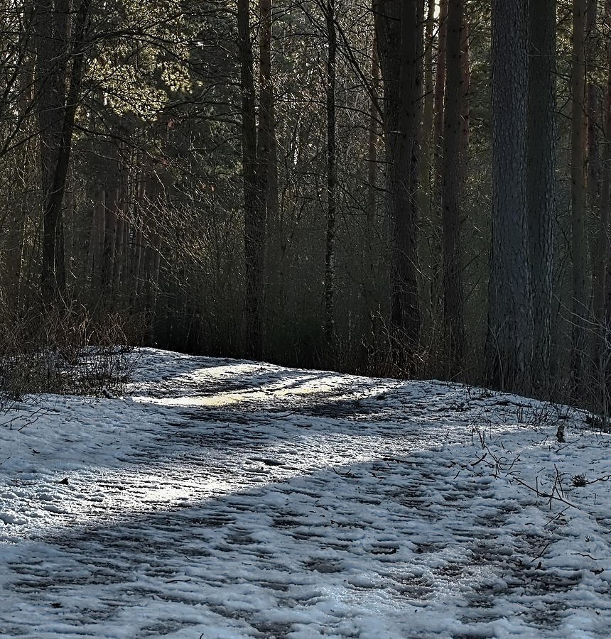 Tree Photograph - #Danger #icy #pathway in forest by Leif Sohlman