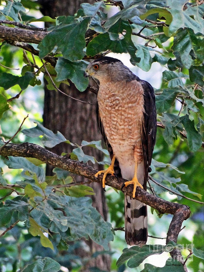 Danger Lurking In The Shadows by Sue Melvin