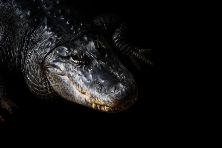 Crocodile Photograph - Danger Lurks by Ashley King