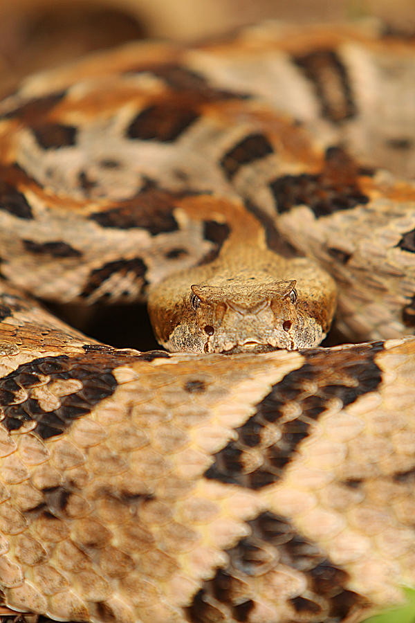 Snake Photograph - Danger Zone by David Paul Murray