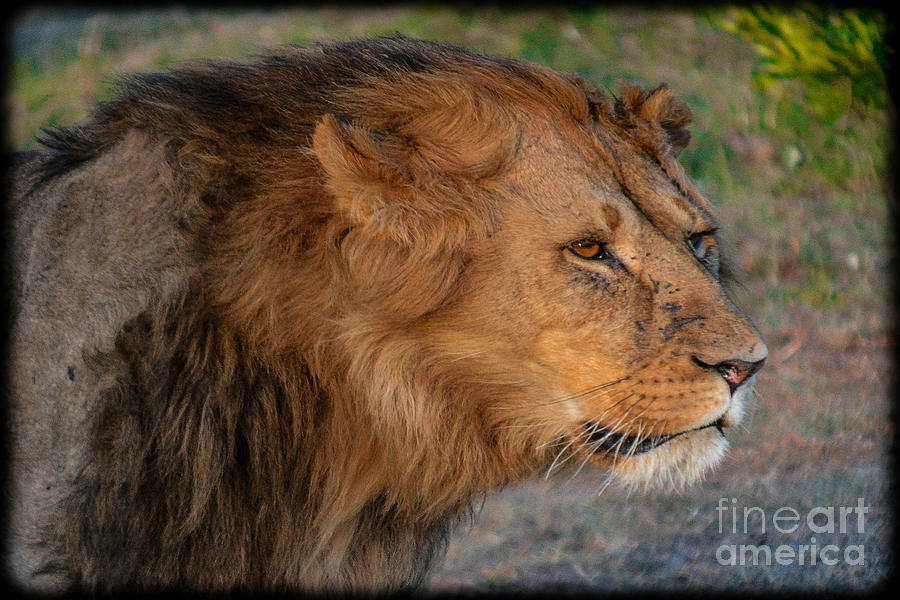 Dangerous Lion Photograph by Gary Keesler