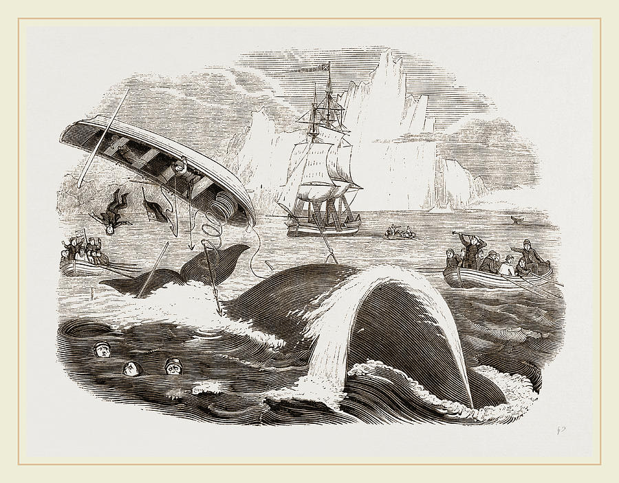 Dangers Of The Whale Fishery Drawing by Litz Collection - Fine Art America