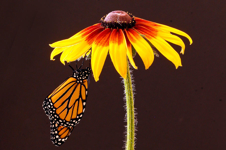 Dangling Monarch Photograph by Jean Noren