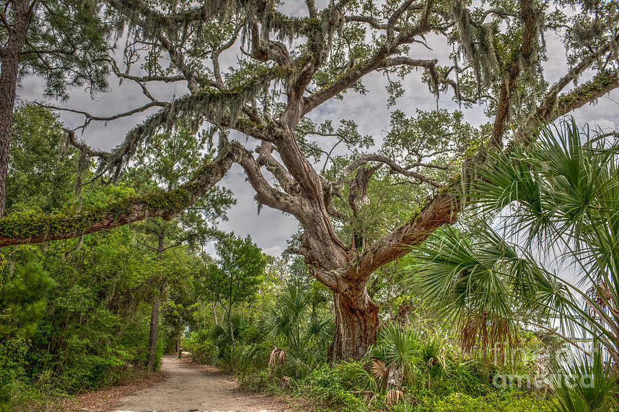 Daniel Island Live Oak Tree Photograph