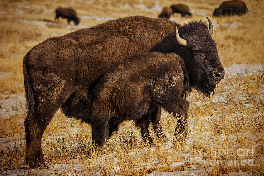 Bison Photograph - Daniels Park Bison by Priscilla Burgers
