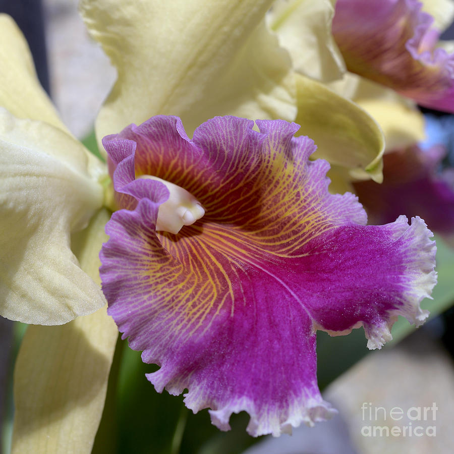 Orchid Photograph - Daniris La Tuilerie by Terri Winkler
