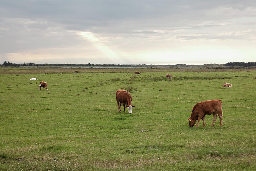 Danish Cows Photograph by Carstenbrandt