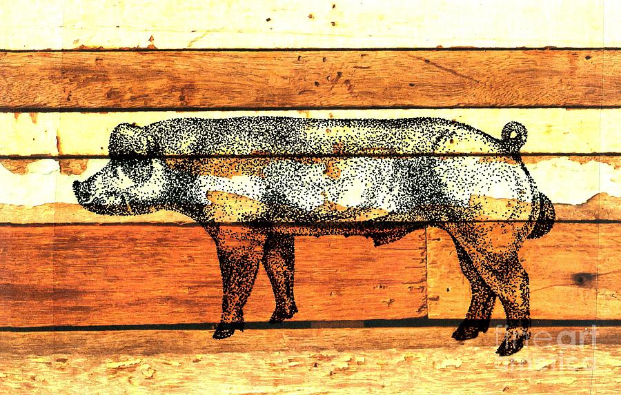 Danish Duroc 11 Drawing by Larry Campbell