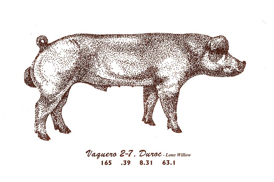 Danish Duroc Drawing by Larry Campbell