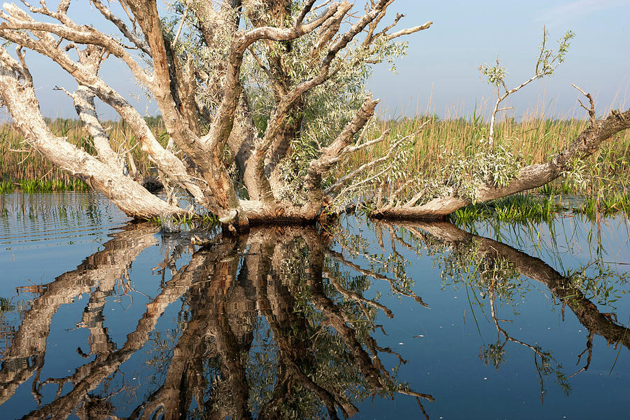 Balkan Photograph - Danube Delta During Spring by Martin Zwick