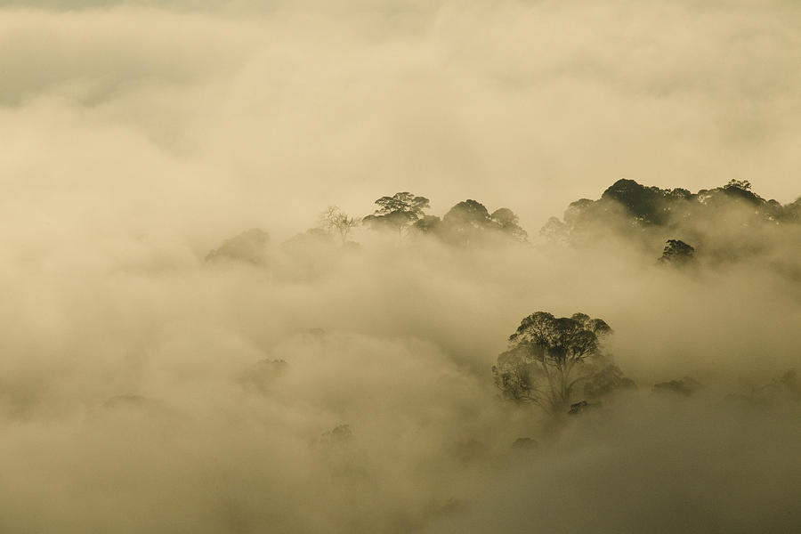 Danum Valley Rainforest At Sunrise Sabah Photograph by Sebastian Kennerknecht