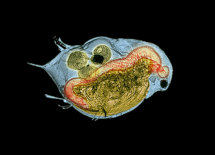 Daphnia Photograph by Science Source