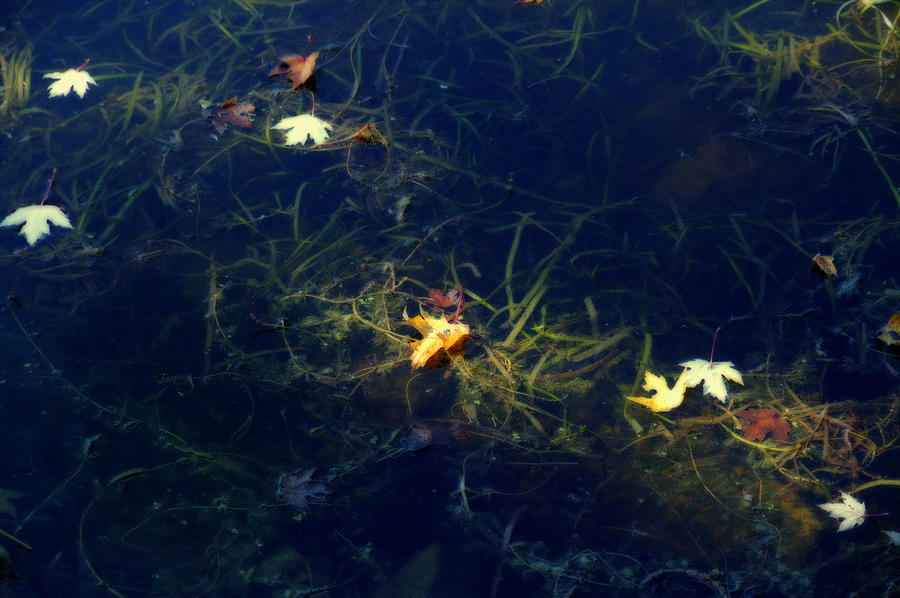 Dappled Sun on the Napanee River Photograph by John Herzog - Pixels