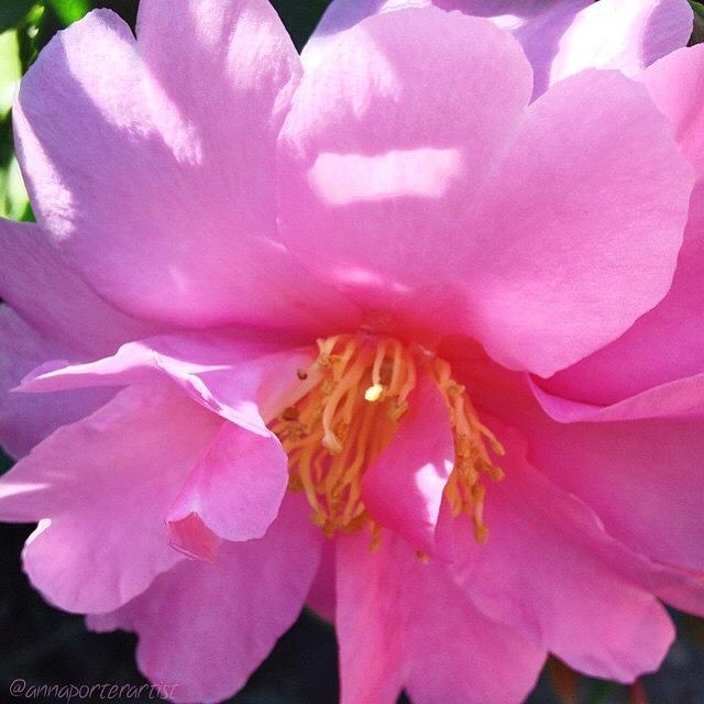 Garden Photograph - Dappled Sunlight on Pink Camellia by Anna Porter