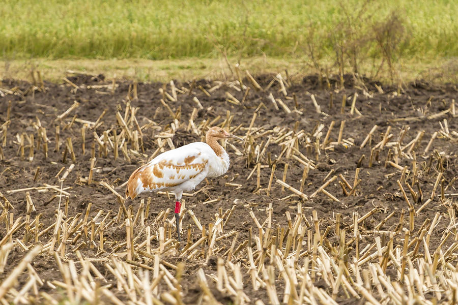 DAR Whooping Crane Photograph by Thomas Young