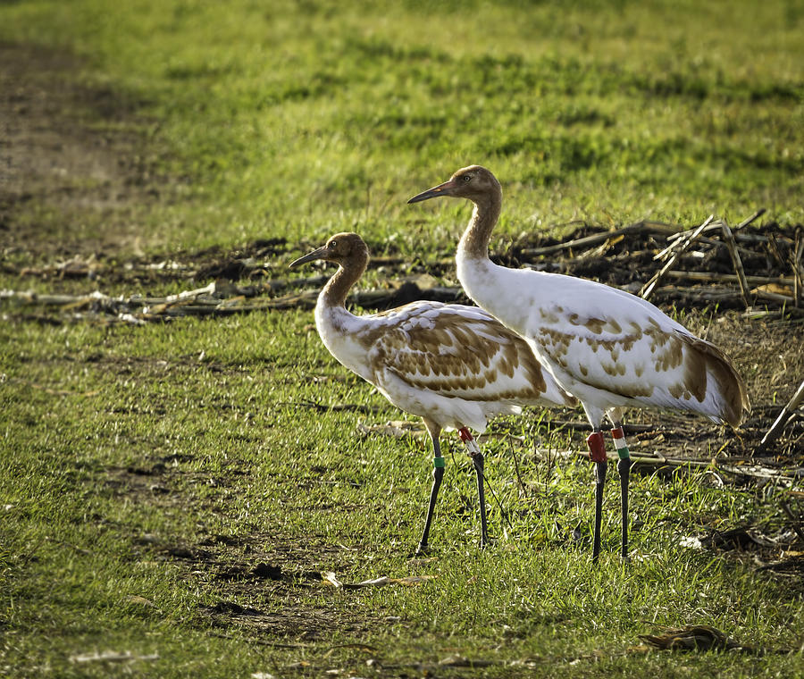 DAR Whooping Cranes Photograph by Thomas Young
