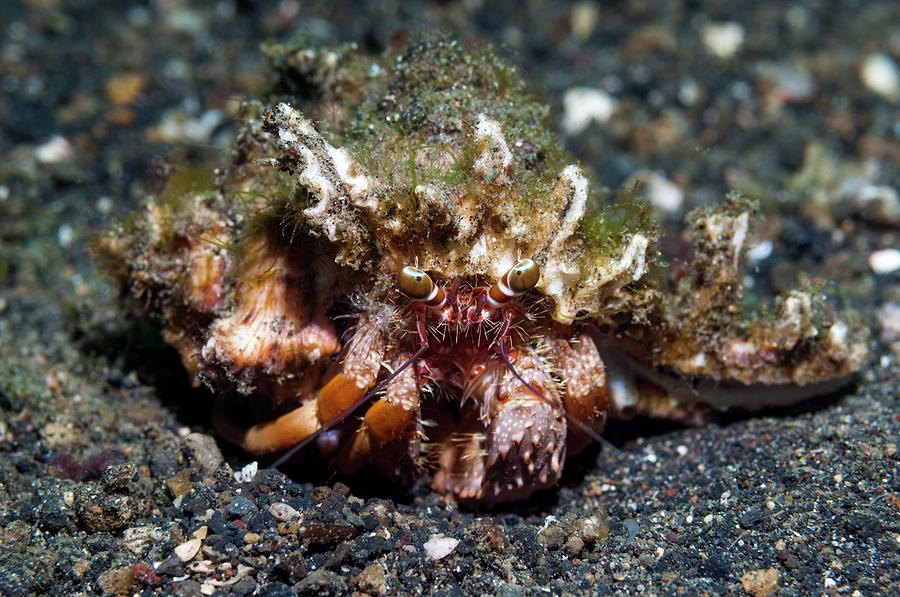 Nature Photograph - Dardanus Hermit Crab by Georgette Douwma/science Photo Library