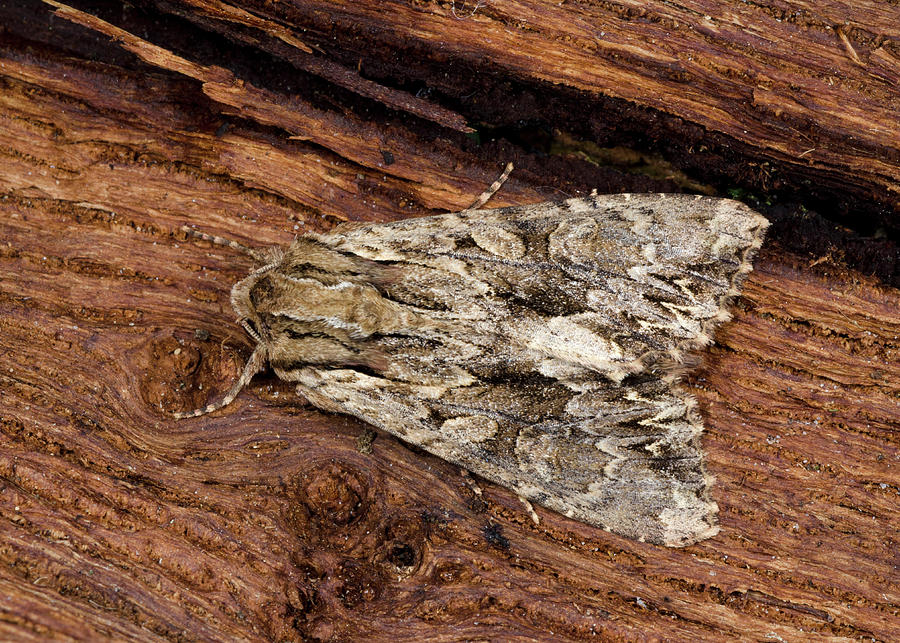 Dark Arches Moth Photograph by Nigel Downer