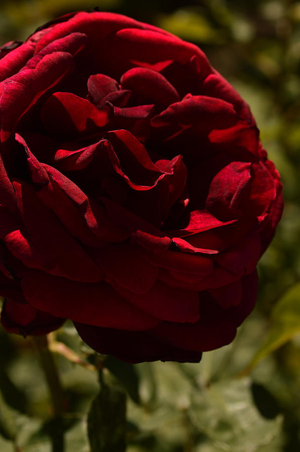 Dark Arizona Rose Photograph by Michael McGowan