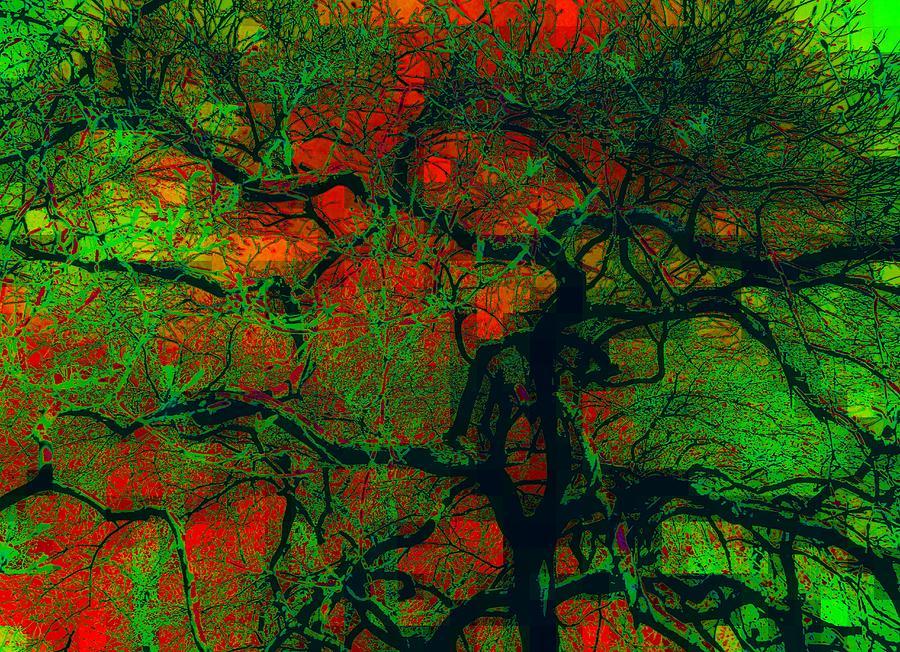 Catalpa Tree Photograph by Jodie Marie Anne Richardson Traugott          aka jm-ART
