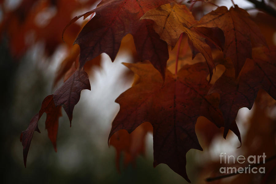 Dark Autumn Photograph by Linda Shafer